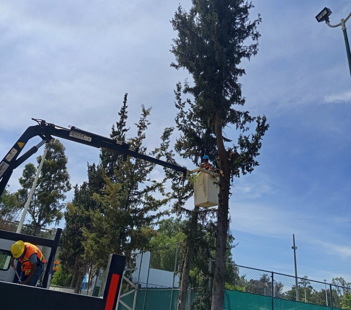 Gestión y manejo de arbolado